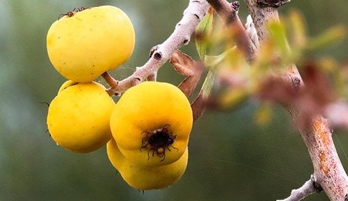 Alıç marmelatı satışı